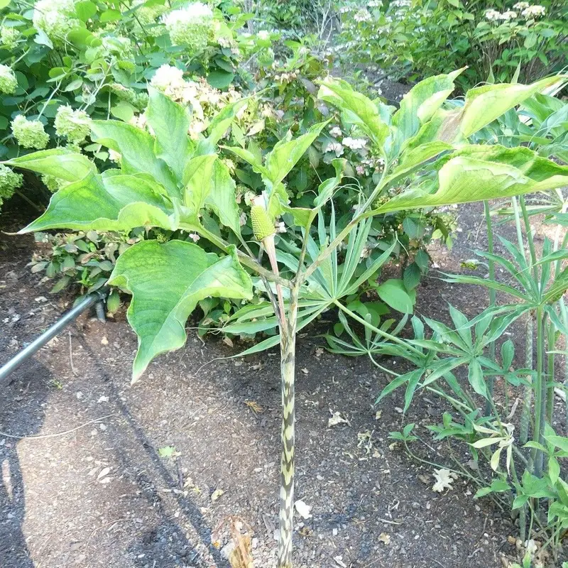 Аризема (Arisaema): полное руководство по уходу