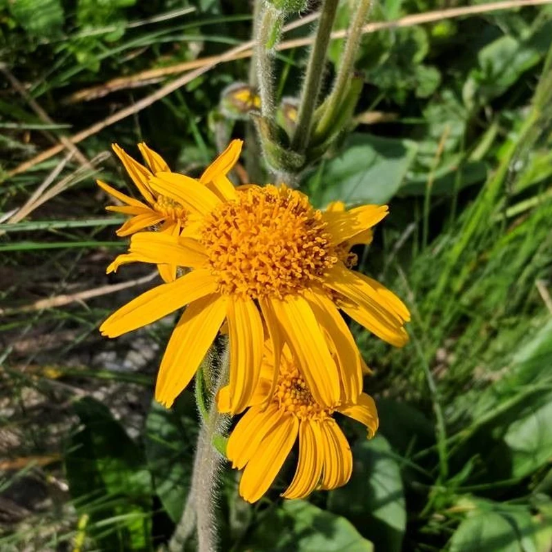Арника (Arnica): полное руководство по уходу