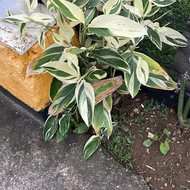Аррорут (Maranta arundinacea): полное руководство по уходу