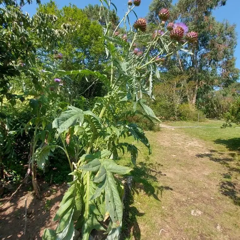 Артишок (Cynara scolymus): полное руководство по уходу