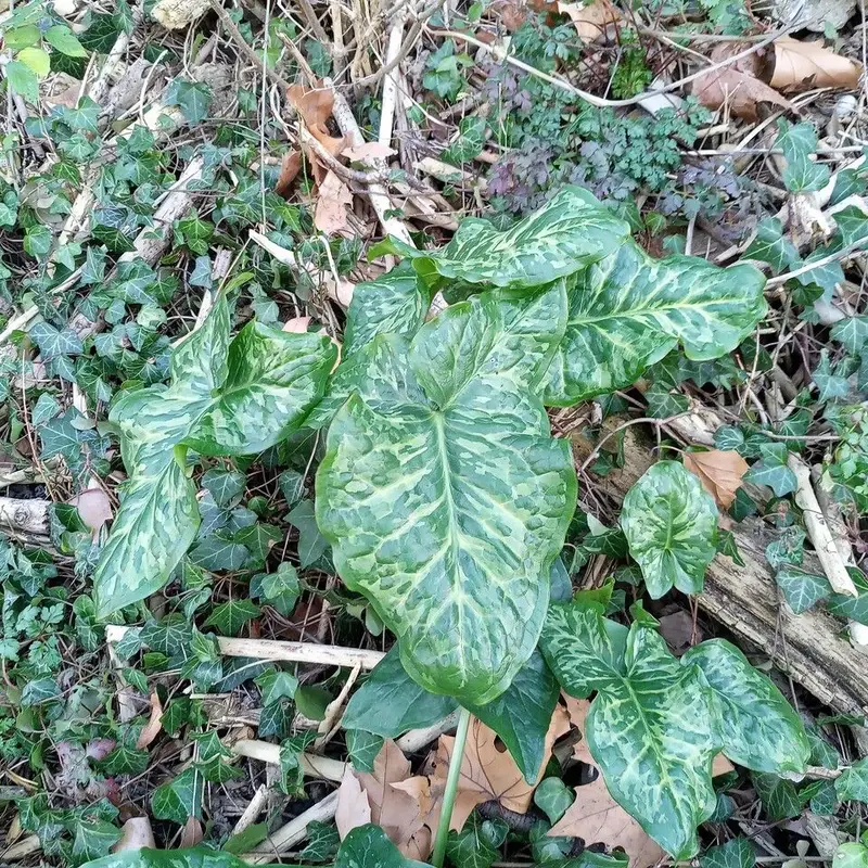 Арум (Arum): полное руководство по уходу
