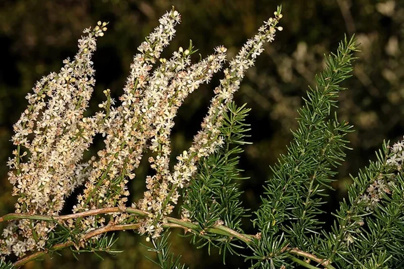 Аспарагус Мейера (Asparagus meyeri): полное руководство по уходу