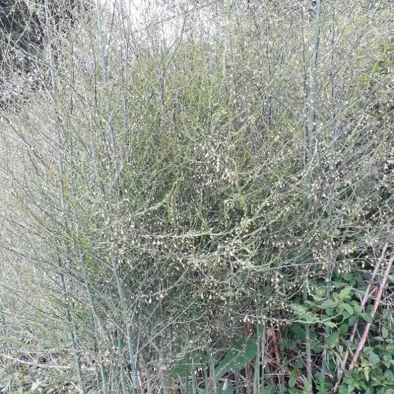Аспарагус (Asparagus): полное руководство по уходу