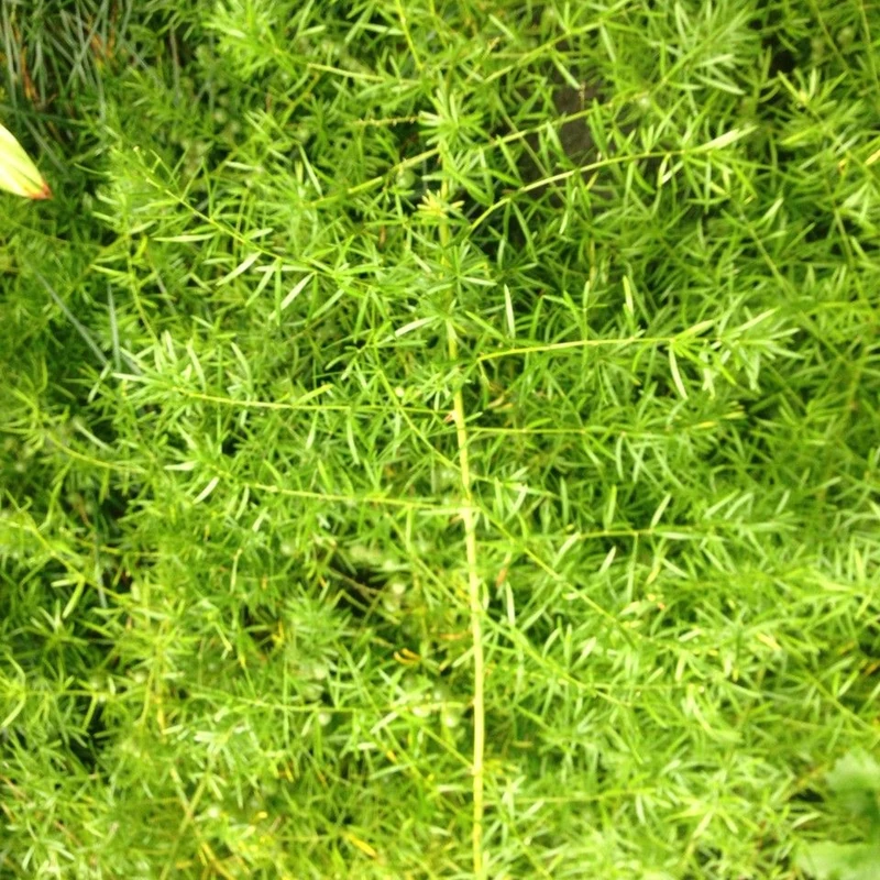 Аспарагус Шпренгера (Asparagus densiflorus): полное руководство по уходу