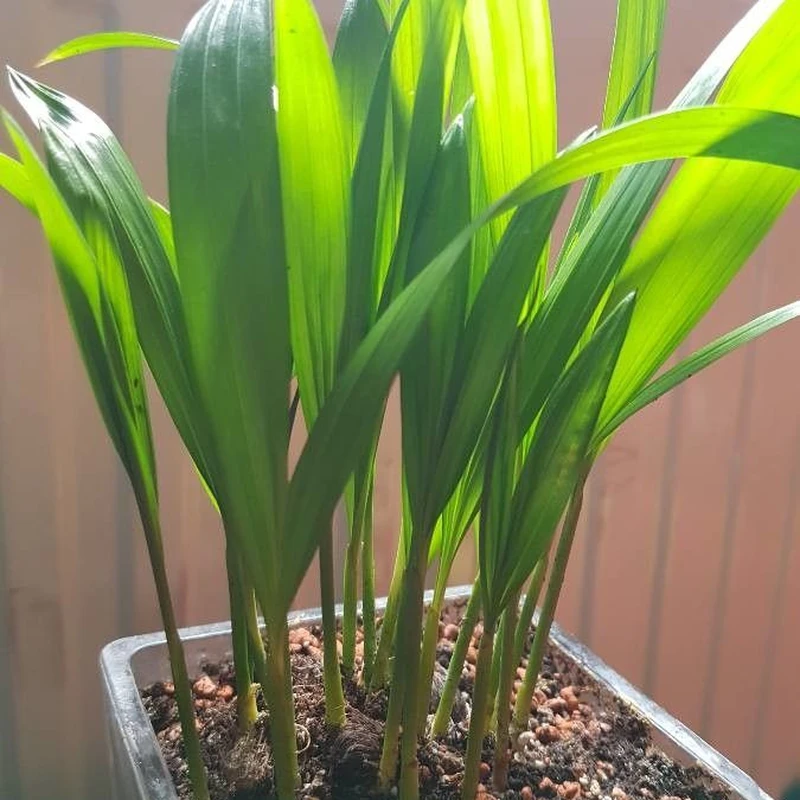 Аспидистра (Aspidistra elatior): полное руководство по уходу