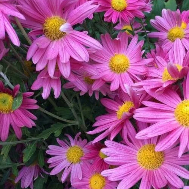 Астра альпийская (Aster alpinus): полное руководство по уходу