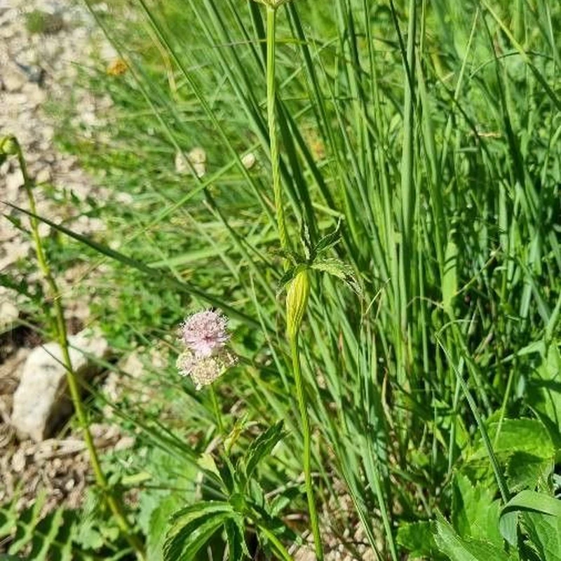 Астранция (Astrantia): полное руководство по уходу