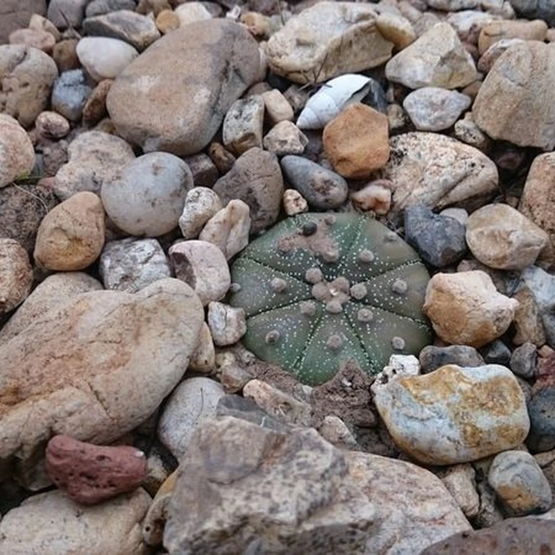 Астрофитум звёздчатый (Astrophytum asterias): полное руководство по уходу