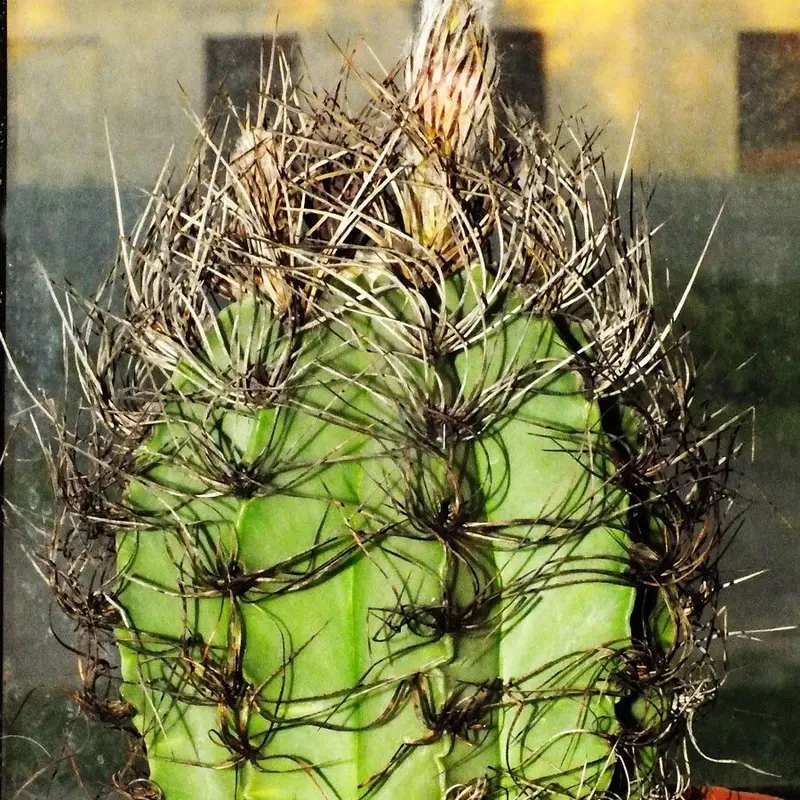 Астрофитум (Astrophytum): полное руководство по уходу