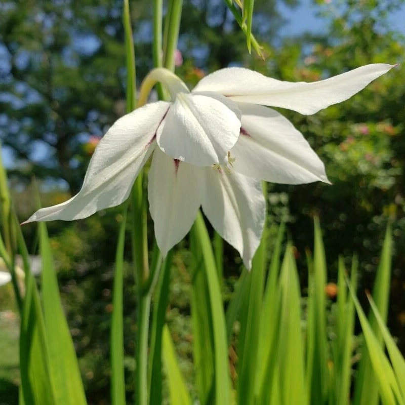 Ацидантера (Acidanthera): полное руководство по уходу