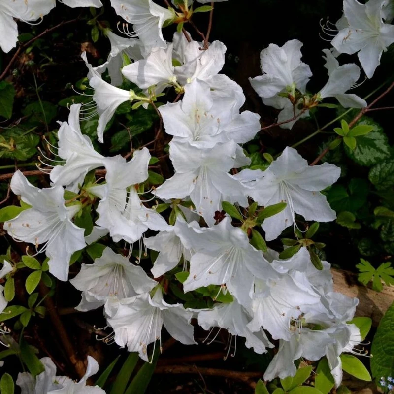 Азалия (Rhododendron simsii): полное руководство по уходу