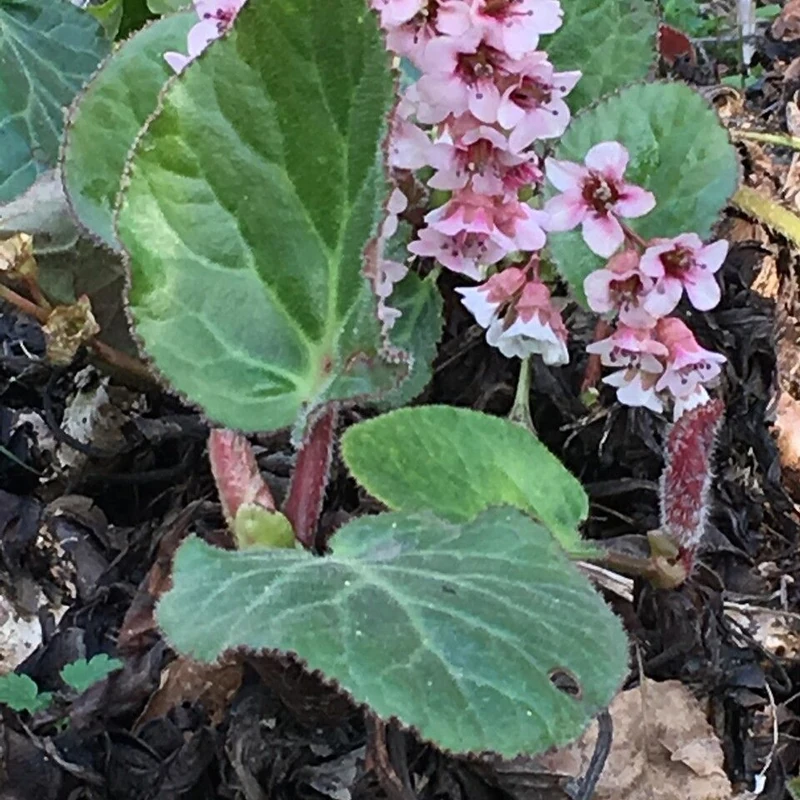 Бадан (Bergenia): полное руководство по уходу