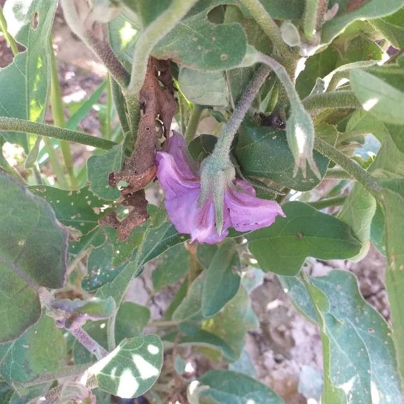 Баклажан декоративный (Solanum melongena): полное руководство по уходу