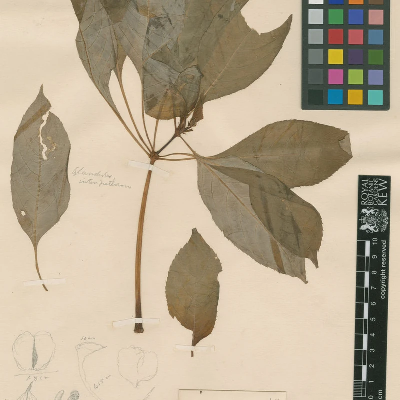 Бальзамин новогвинейский (Impatiens hawkeri): полное руководство по уходу