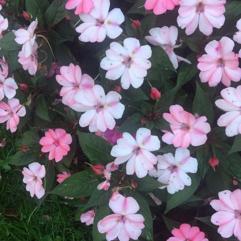 Бальзамин Уоллера (Impatiens walleriana): полное руководство по уходу