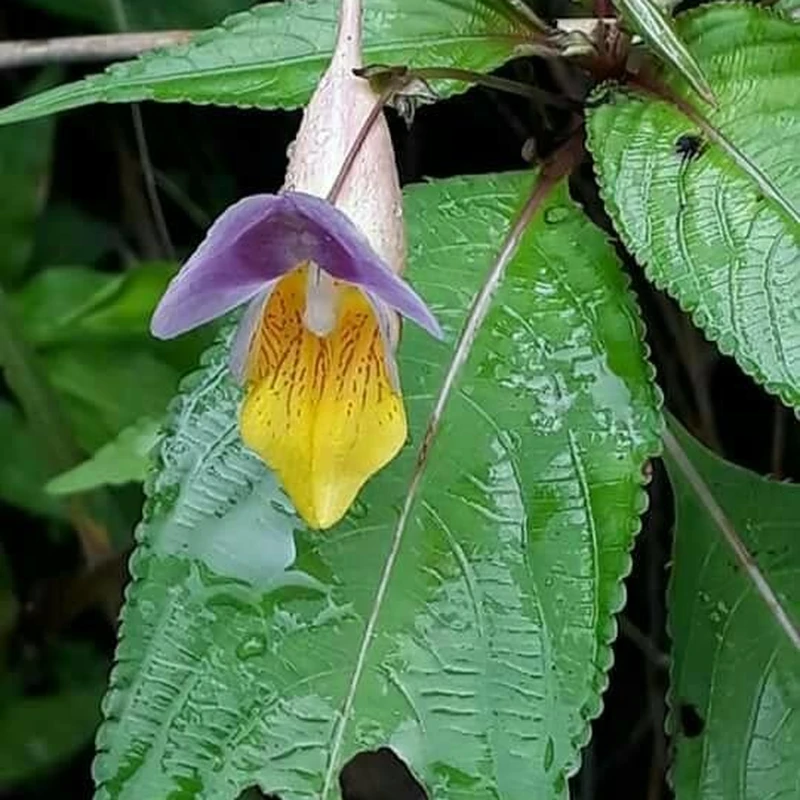 Бальзамин (Impatiens): полное руководство по уходу