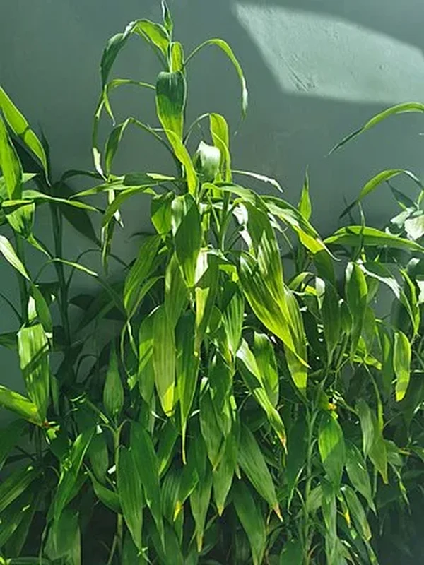 Бамбук счастья (Dracaena sanderiana): полное руководство по уходу