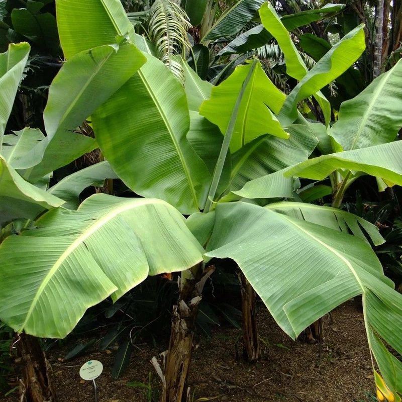 Банан карликовый (Musa acuminata): полное руководство по уходу