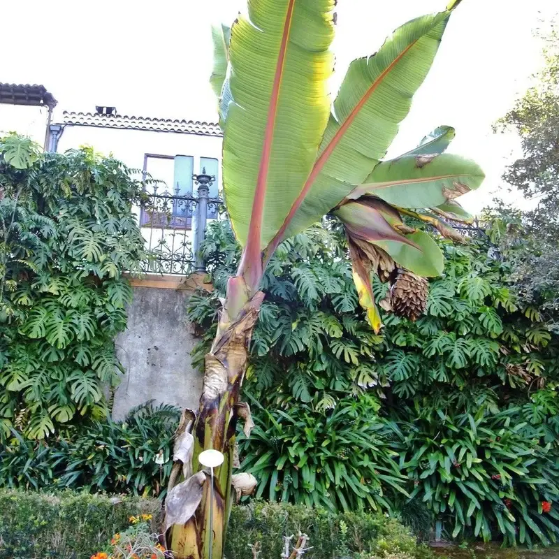 Банан японский (Ensete ventricosum): полное руководство по уходу