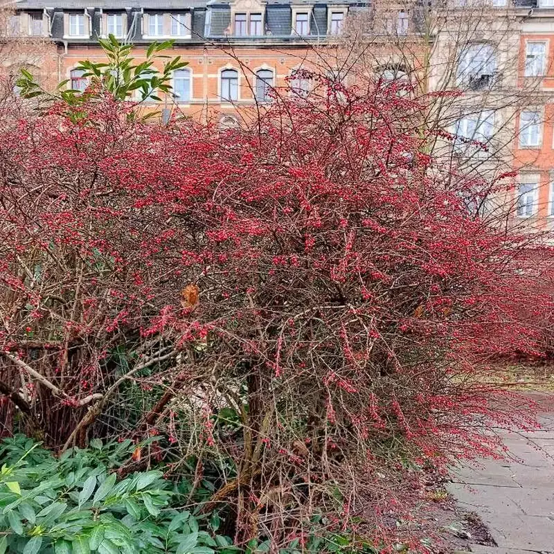 Барбарис комнатный (Berberis): полное руководство по уходу