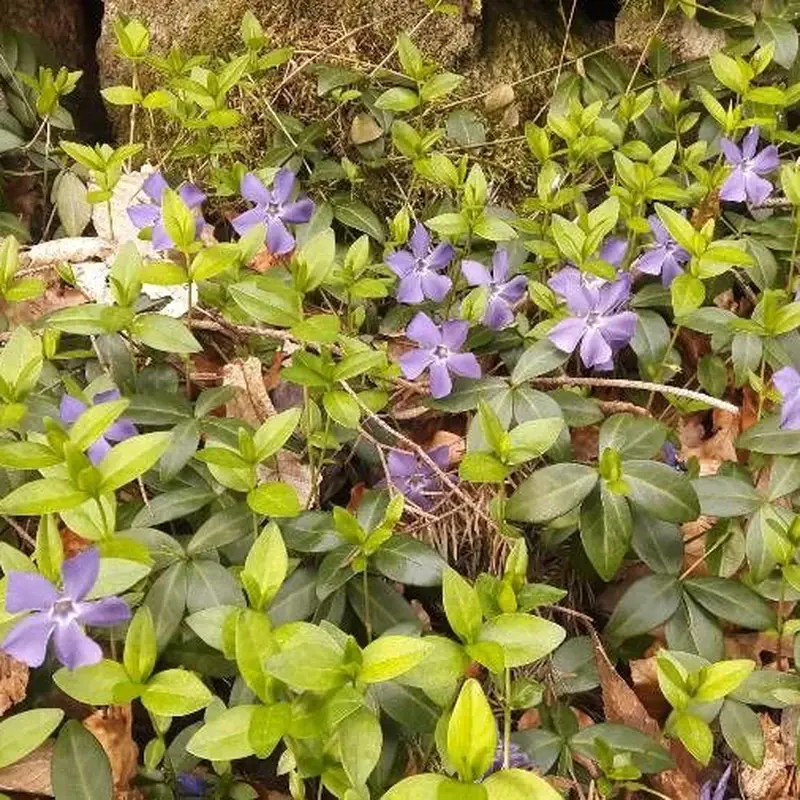 Барвинок комнатный (Vinca minor): полное руководство по уходу