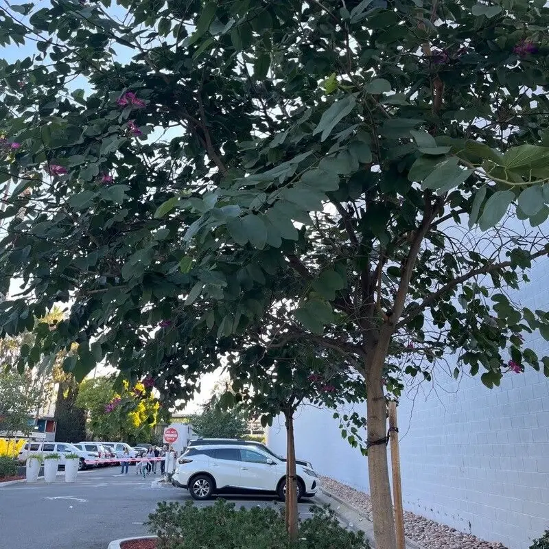 Баухиния пурпурная (Bauhinia purpurea): полное руководство по уходу