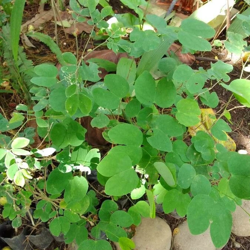 Баухиния (Bauhinia): полное руководство по уходу