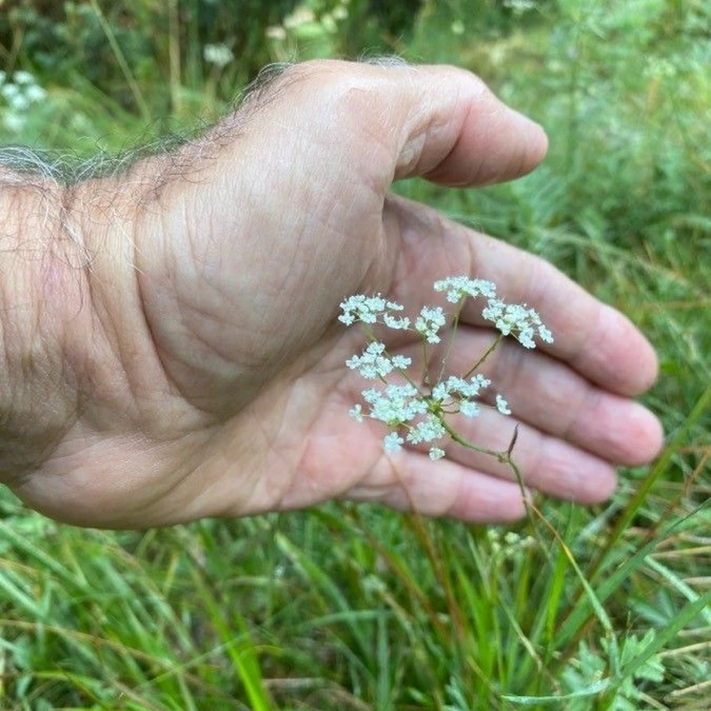 Бедренец (Pimpinella): полное руководство по уходу