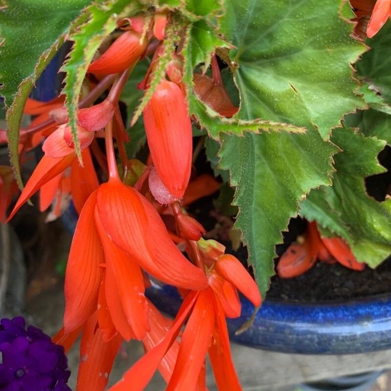 Бегония ампельная (Begonia pendula): полное руководство по уходу