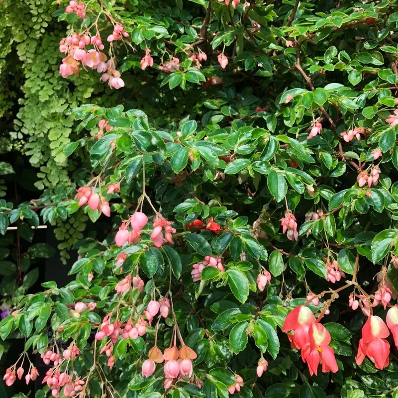 Бегония Фауста (Begonia fuchsioides): полное руководство по уходу