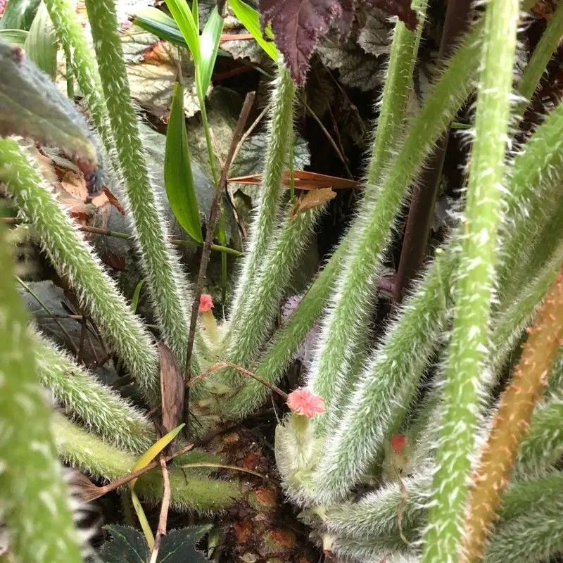 Бегония борщевиколистная (Begonia heracleifolia): полное руководство по уходу
