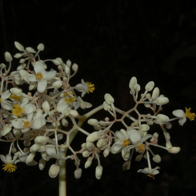 Бегония клубневая (Begonia elatior): полное руководство по уходу