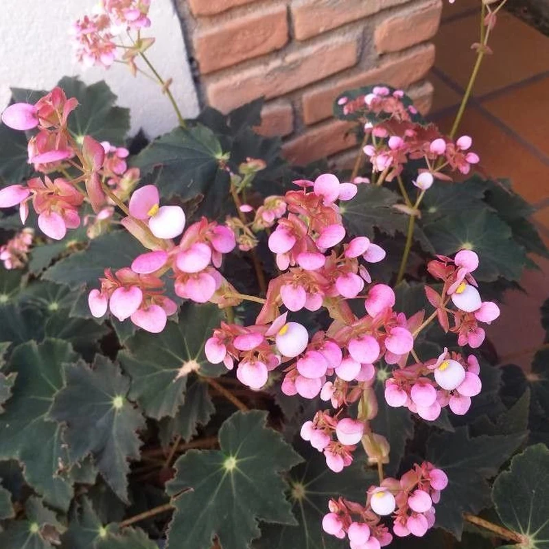 Бегония кольчатая (Begonia rotundifolia): полное руководство по уходу