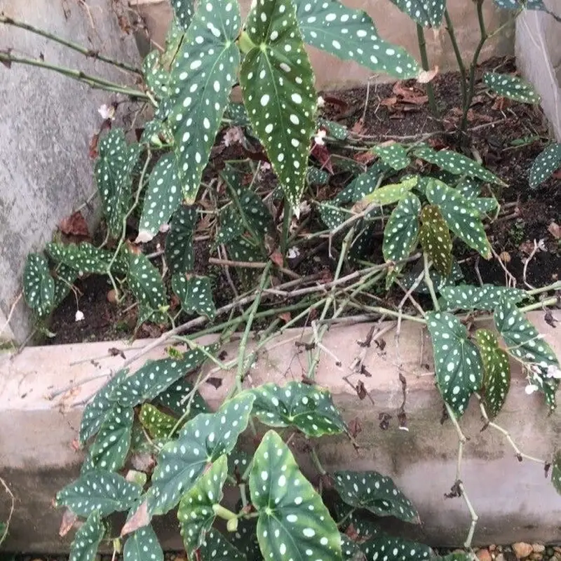 Бегония коралловая (Begonia corallina): полное руководство по уходу