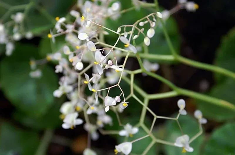 Бегония краснолистная (Begonia erythrophylla): полное руководство по уходу