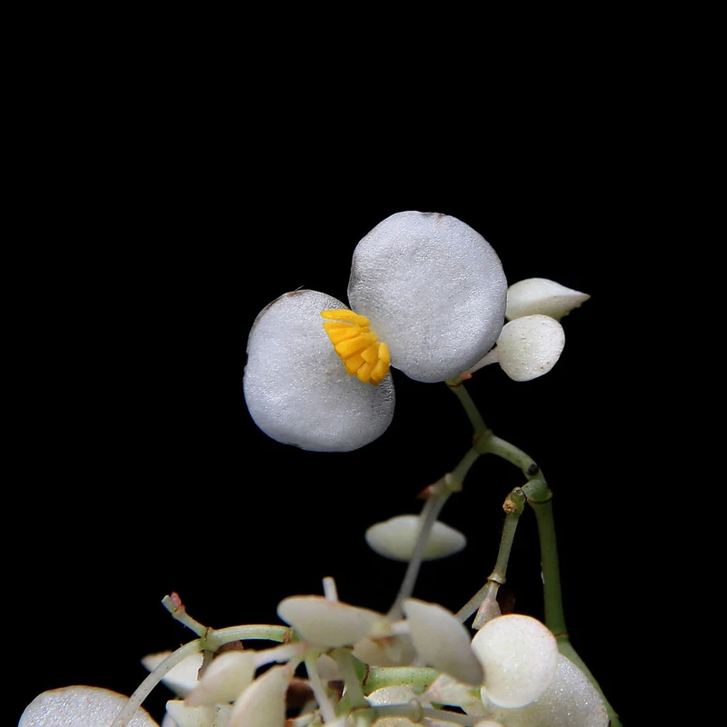 Бегония лотосовидная (Begonia nelumbiifolia): полное руководство по уходу