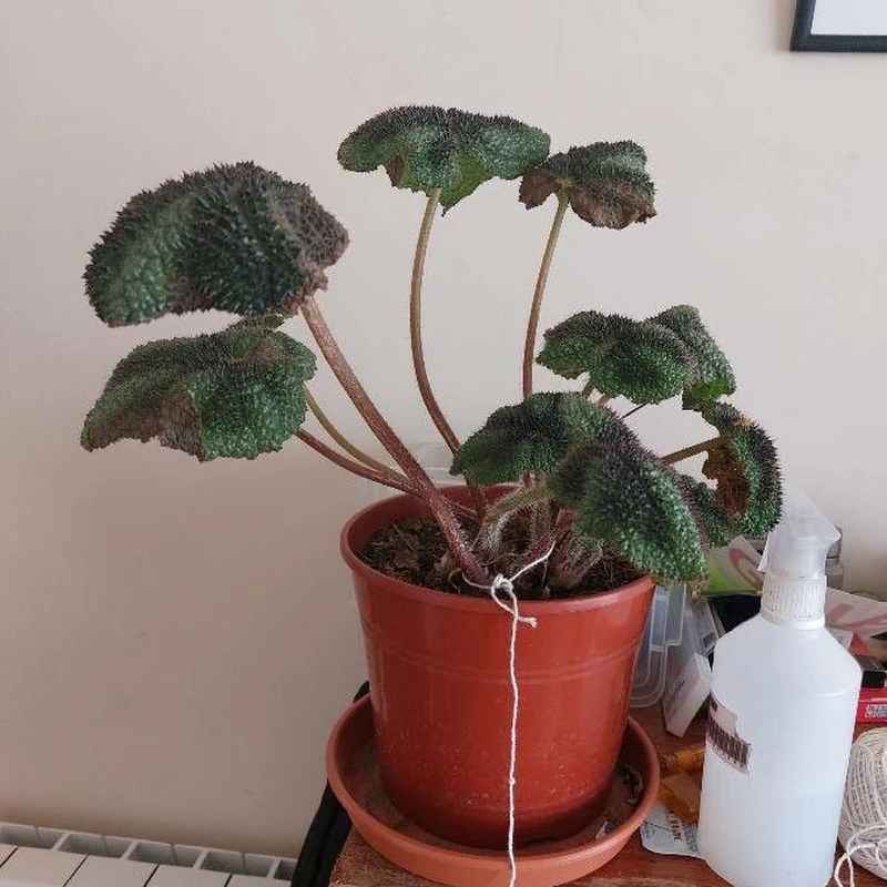 Бегония Мэсона (Begonia masoniana): полное руководство по уходу