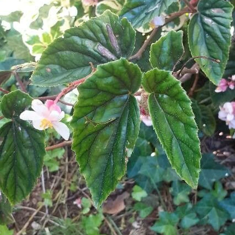 Бегония металлическая (Begonia metallica): полное руководство по уходу