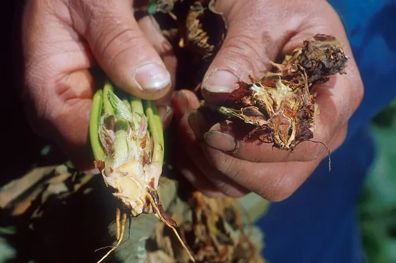 Бегония фисташковая (Begonia pistachio): полное руководство по уходу