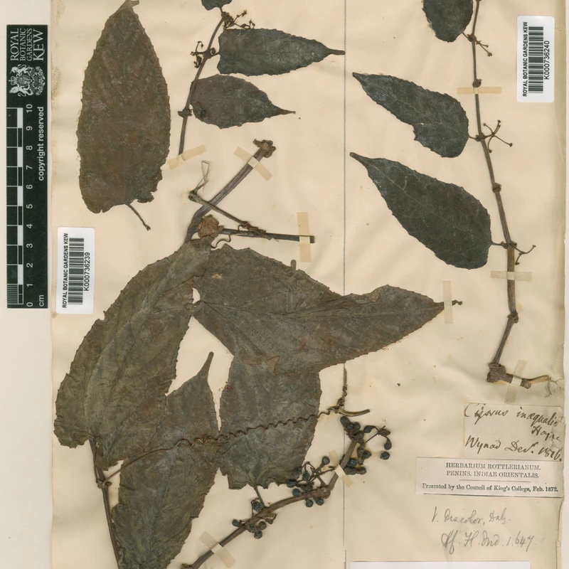 Бегония королевская (Begonia rex): полное руководство по уходу