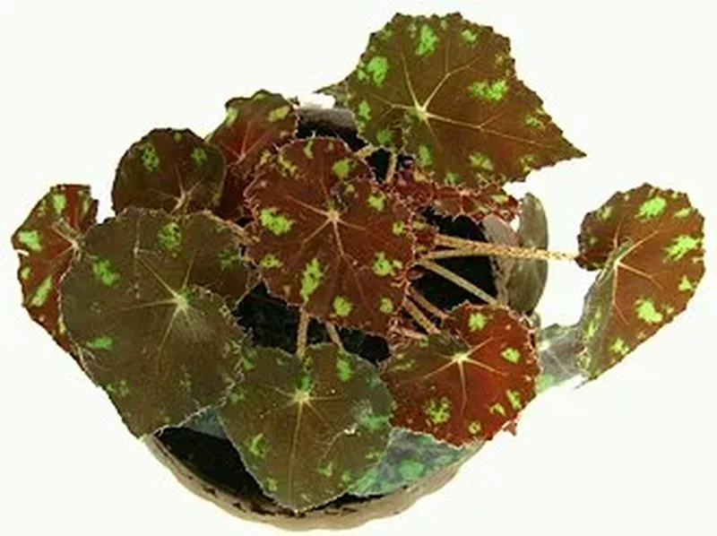 Бегония тигровая (Begonia bowerae): полное руководство по уходу