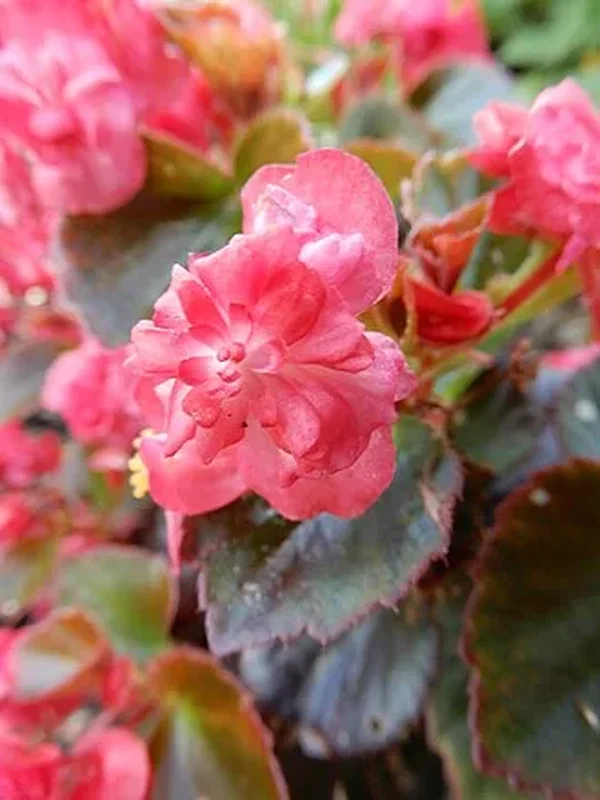 Бегония вечноцветущая (Begonia semperflorens): полное руководство по уходу