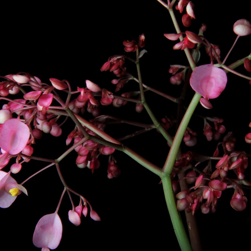 Бегония воротничковая (Begonia manicata): полное руководство по уходу