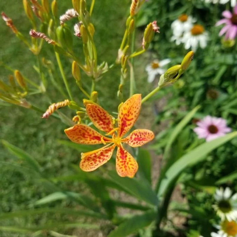 Беламканда (Belamcanda chinensis): полное руководство по уходу
