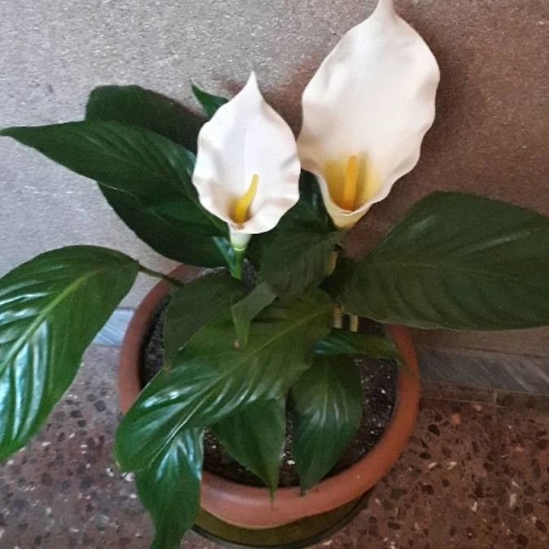 Белокрыльник (Zantedeschia): полное руководство по уходу