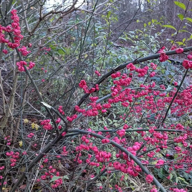 Бересклет европейский (Euonymus europaeus): полное руководство по уходу