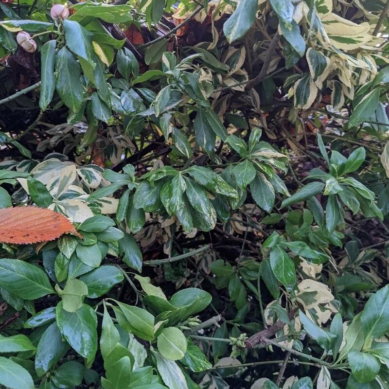 Бересклет Форчуна (Euonymus fortunei): полное руководство по уходу