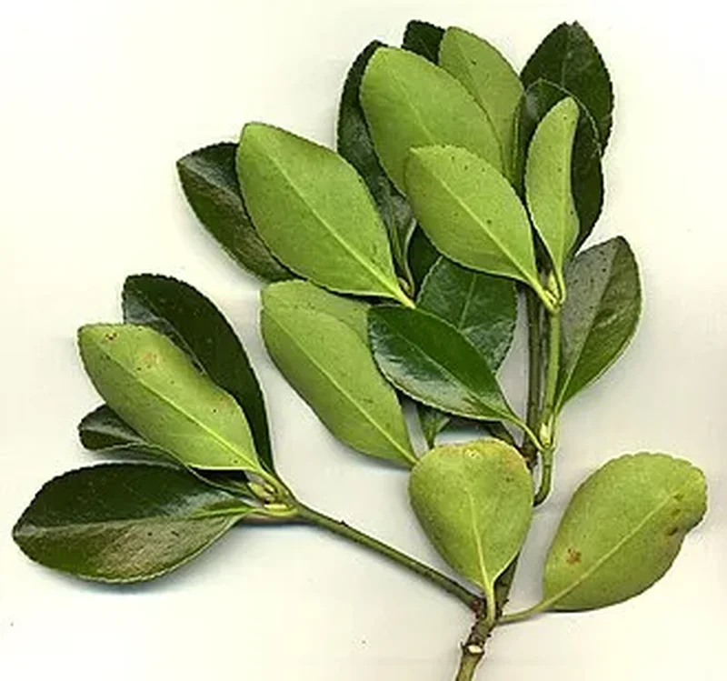 Бересклет японский (Euonymus japonicus): полное руководство по уходу
