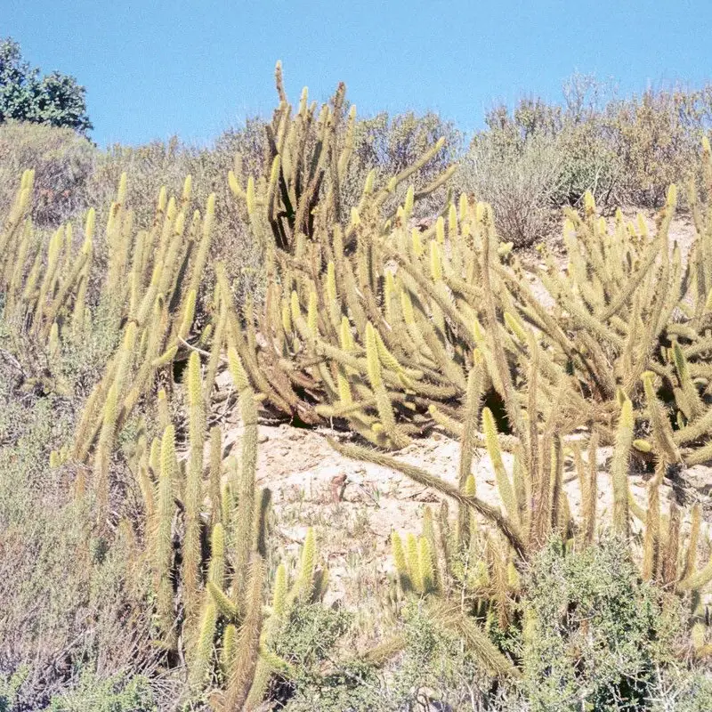 Бергеокактус (Bergerocactus): полное руководство по уходу