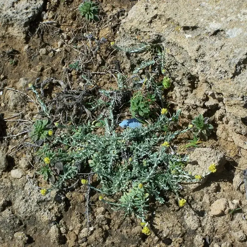 Бессмертник (Helichrysum): полное руководство по уходу